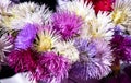 Beautiful multicolored asters Callistephus chinensis