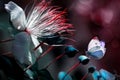 Beautiful multicolored butterfly against a beautiful tropical white flower. Natural summer artistic macro image.