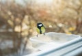 A beautiful multicolored chickadee is eating in a bird feeder she made herself. Bird care concept in winter. Royalty Free Stock Photo