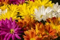 Beautiful multicolored chrysanthemum Royalty Free Stock Photo