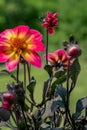 Beautiful multicolored Dahlia flower from Mystic Series with unusual dark foliage. Dark pink and yellow Mystic sparkler Dahlia.