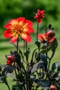Beautiful multicolored Dahlia flower from Mystic Series with unusual dark foliage. Red and yellow Dahlia plant.