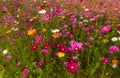 Beautiful multicolored flowers field, romantic flower background and wallpaper,