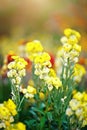 Beautiful multicolored flowers in the garden. Floral background. Gardening. Royalty Free Stock Photo