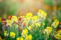 Beautiful multicolored flowers in the garden. Floral background. Gardening. Royalty Free Stock Photo