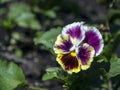 Beautiful multicolored flowers pansies macro Royalty Free Stock Photo