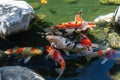 Beautiful multicolored koi fish swimming in the pond. Royalty Free Stock Photo
