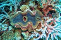 Beautiful multicolored maxima clam, marine life - Tridacna maxima Royalty Free Stock Photo