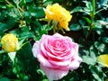 Beautiful multicolored mini rose in flower pots. Royalty Free Stock Photo