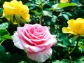 Beautiful multicolored mini rose in flower pots.