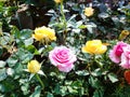 Beautiful multicolored mini rose in flower pots. Royalty Free Stock Photo