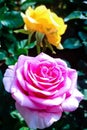 Beautiful multicolored mini rose in flower pots.