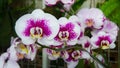 Beautiful multicolored phalaenopsis orchid in flowers
