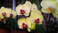 Beautiful multicolored phalaenopsis orchid in flowers