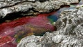Beautiful multicolored river Cano Cristales, Serrania de la Macarena National Park, Colombia Royalty Free Stock Photo