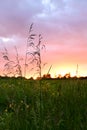 Beautiful multicolored sky over a field in the village. Summer sunset. Tall grass in the foreground.