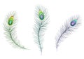 Beautiful multicolored sparkling peacock feathers. Green, blue and purple carnival peacock feather