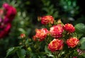Beautiful multicolored striped pink and yellow rose flowers in summer garden