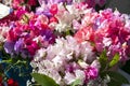 Beautiful multicolored sweet peas flowers