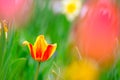 Beautiful Multicolored Tulip Flower in Bright Spring Field