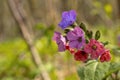 Beautiful multicolored wild flower closeup. Spring flower lungwort. Macro Royalty Free Stock Photo