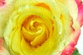 Multicolored rose macro detail Royalty Free Stock Photo