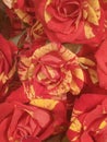 Beautiful multicolour  bouget of roses Royalty Free Stock Photo
