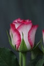 Beautiful multicoloured roses