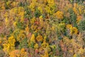 Beautiful multiple colours jungle tree during falling season