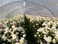 Beautiful mums flowers blooming in the greenhouse for selling in the market