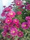 Beautiful Mums