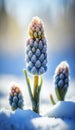 Beautiful Muscari Emerging from Snow at the edge of a forest on a bright Spring sunny day