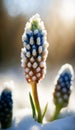 Beautiful Muscari Emerging from Snow at the edge of a forest on a bright Spring sunny day