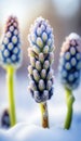 Beautiful Muscari Emerging from Snow at the edge of a forest on a bright Spring sunny day