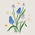 Beautiful muscari spring flowers illustration