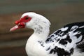 Beautiful Muscovy Duck Royalty Free Stock Photo