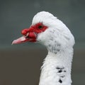 Beautiful Muscovy Duck Royalty Free Stock Photo