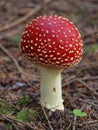 Beautiful mushroom