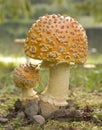 Beautiful Mushroom
