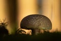 Beautiful mushroom in atmospheric environment. Latin name xerocomus subtomentosus