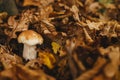 Beautiful mushroom boletus with brown cap in autumn leaves in  autumn woods. Boletus edulis. Edible Porcini mushroom growing in Royalty Free Stock Photo