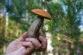 Beautiful mushroom boletus edulis in the forest Royalty Free Stock Photo