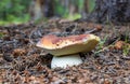 Beautiful mushroom boletus edulis in the forest Royalty Free Stock Photo