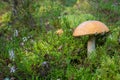 Beautiful mushroom boletus edulis in the forest Royalty Free Stock Photo