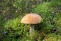 Beautiful mushroom boletus edulis in the forest Royalty Free Stock Photo