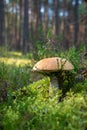 Beautiful mushroom boletus edulis in the forest