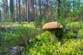 Beautiful mushroom boletus edulis in the forest Royalty Free Stock Photo