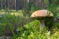 Beautiful mushroom boletus edulis in the forest Royalty Free Stock Photo