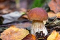 Beautiful mushroom Boletus edulis in the forest. White mushroom-boletus in the autumn forest Royalty Free Stock Photo