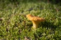 Beautiful mushroom chanterelle among moss Royalty Free Stock Photo